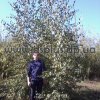 Береза полезная